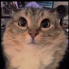 cryzlee_based
