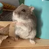 cozycookietales