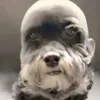 chien_chauve_fraudefisk