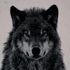 dawla__077
