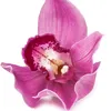 queen__of__orchids