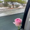 cowx1n