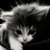 _sony_443