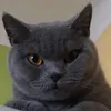 kote3415