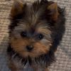 konotheyorkie