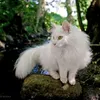 _white_cat_dabloon