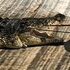 croc47984