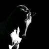 farwasaqlain3
