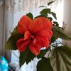 zaraza7248