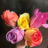 rose.ja5