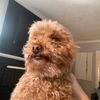 oliver_9.5