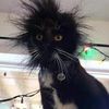 Love cat