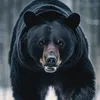 blackbear0900