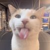 PeakInternet ranks