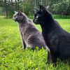 adventurecatlover