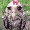 clownyguy