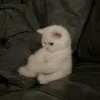 iy_40926