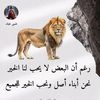 abu.hussein823