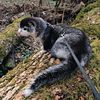 american.minks.sel
