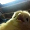 pollito_ala_brasa2.0