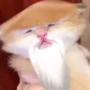 thefirstspinjitzumasta