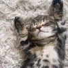 playful.kitten65