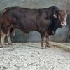 🐄🐂🐏🐑الموال القالمي🐄🐂🐏🐑