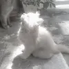 mortwixs
