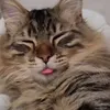 kamil_arg
