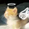 alpha..k1ki