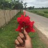 hasanahmed7790
