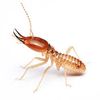 british_termite