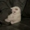 t.i.i.l