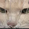 gin_t08