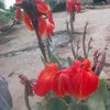 hamdanarif.hamdan