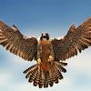 falconegyption