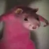 cutekhog3