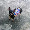 chimchochihuahua