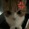 hafvkoi2706