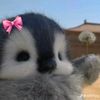 bunniesncaay4_