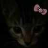alka_228_