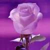 bch.nguyt262