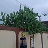 hii_inidewii