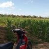 taufiqq512