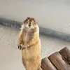 chocobai9903