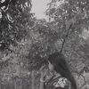 farjana581