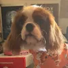 paristhecavalier