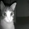 nellyneec