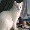 as.lwin8