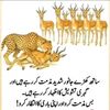 muzaffarhussain67637